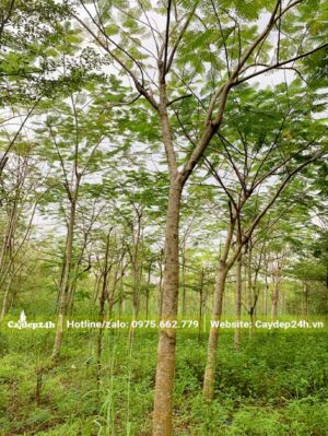 Vườn trồng quy mô lớn, cây đã trưởng thành, đường kính gốc từ 8 - 10cm