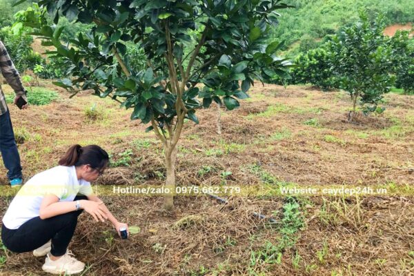 Dùng dụng cụ đo để nhận biết cây trồng bị úng nước và có cách khắc phục hiệu quả