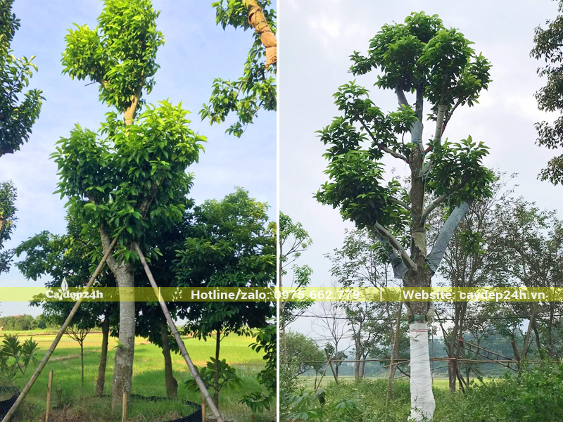 Quét vôi vào phần thân dưới và gốc cây để phòng trừ sâu bệnh