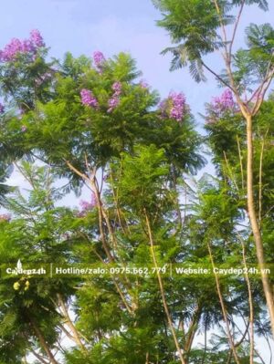 Bán cây Phượng Tím sẵn hoa, chiều cao khoảng 5cm