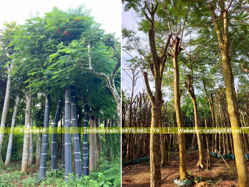 Vườn phượng dâm ủ vanh 50 - 60cm
