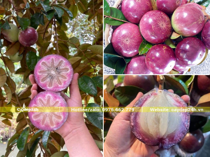 Quả vú sữa tím khi chín