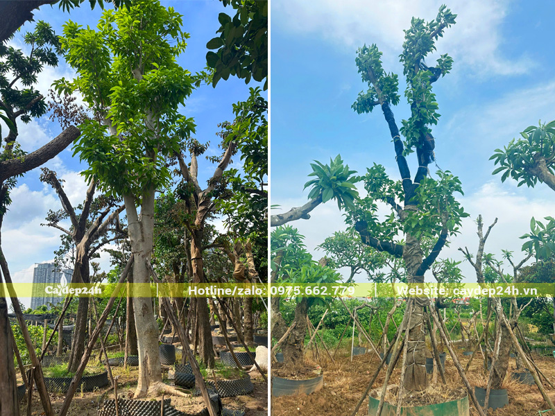 Ngọc lan trắng cổ thụ dưỡng ủ trong bầu nổi