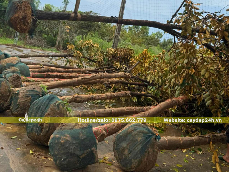 Cẩu những cây vú sữa công trình đã được bọc thân, bó bầu chắc chắn