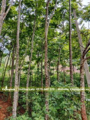 Rừng Lát Hoa công trình cao 5 - 7m