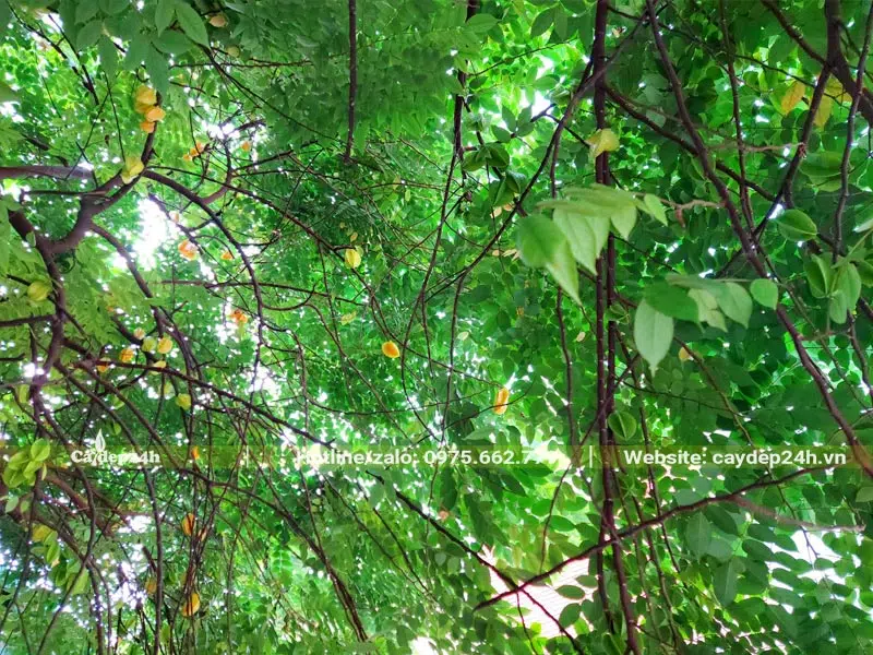 Tán cây khế xanh mướt che mát cho khoảng sân rộng lớn