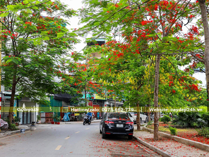 Phượng đỏ trồng vỉa hè, thoát thân thẳng, tán rộng tới cả chục mét