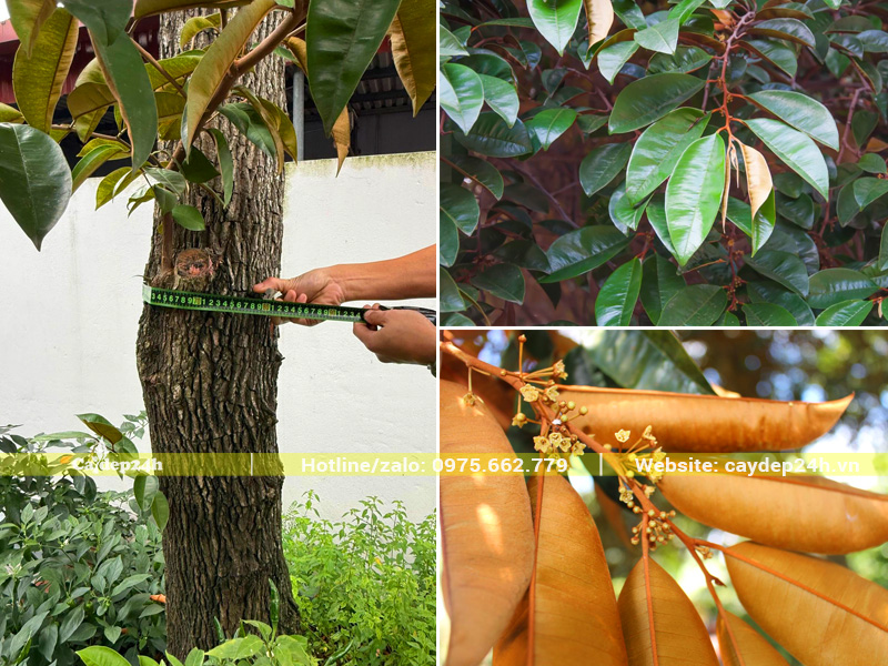 Thân và lá vú sữa có hình thái và màu sắc rất đặc trưng