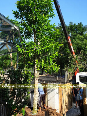 Trồng cây ngọc lan đường kính gốc trên 20cm cho nhà dân