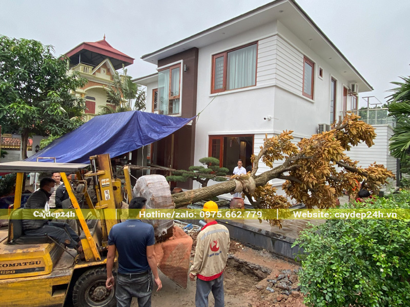 Thi công trồng cây vú sữa ở miền Bắc