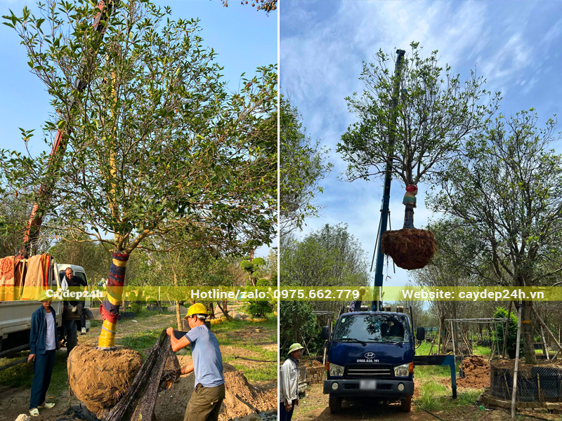 Cẩu xếp cây Mộc Hương cổ thụ lên xe để giao đi Hải Phòng