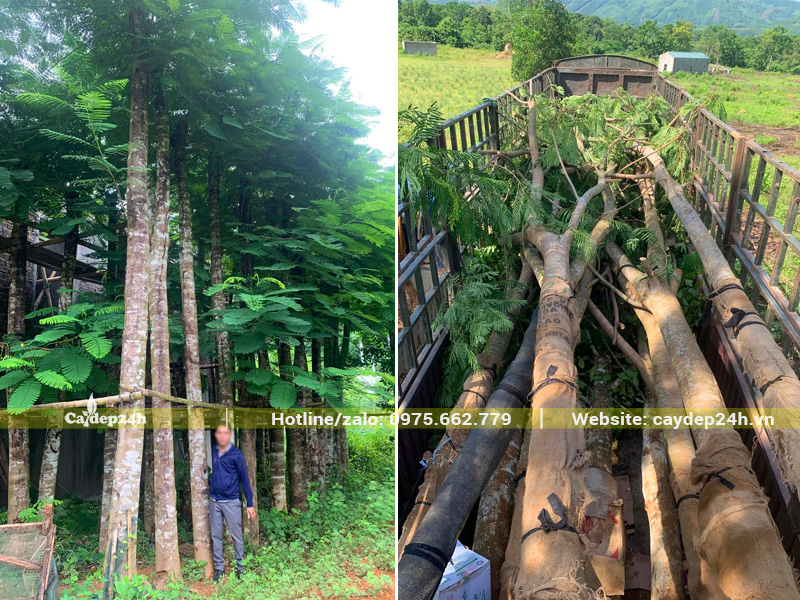 Vườn cây phượng vĩ cổ thụ đường kính trên 25cm tại Hà Nội