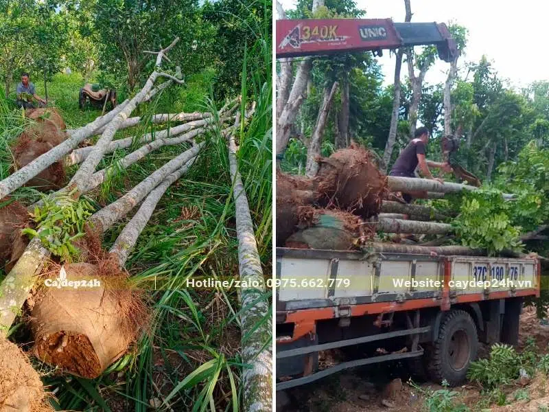 Dùng cần cẩu đưa cây bóng mát công trình lên xe tải