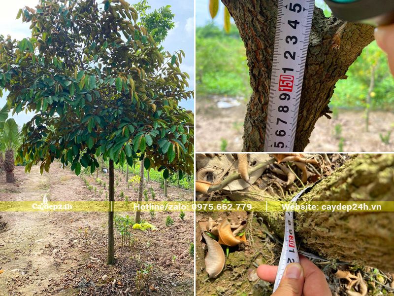 Đo kích thước cây vú sữa công trình giá rẻ