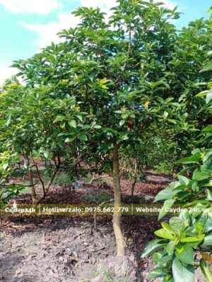 Vườn Bơ mới cho thu hoạch 1 - 2 vị, cây cao khoảng 2,5m