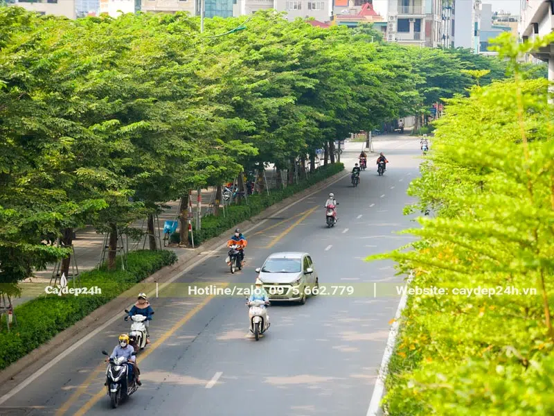 Hàng cây công trình lấy bóng mát trông ở dải phân cách và hai bên đường phố