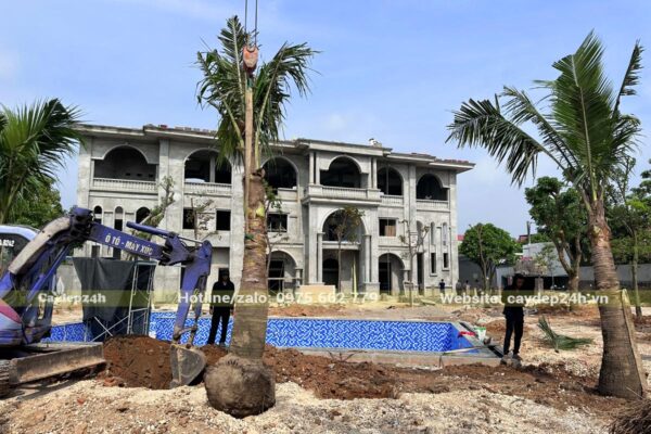 Dự án trồng cây cho nhà hàng tại hà nội quy mô khoảng 2000m2