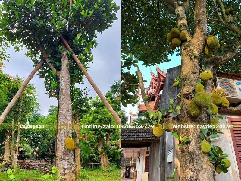 Mít công trình đã dâm ủ và cây trồng nhiều năm trong sân chùa