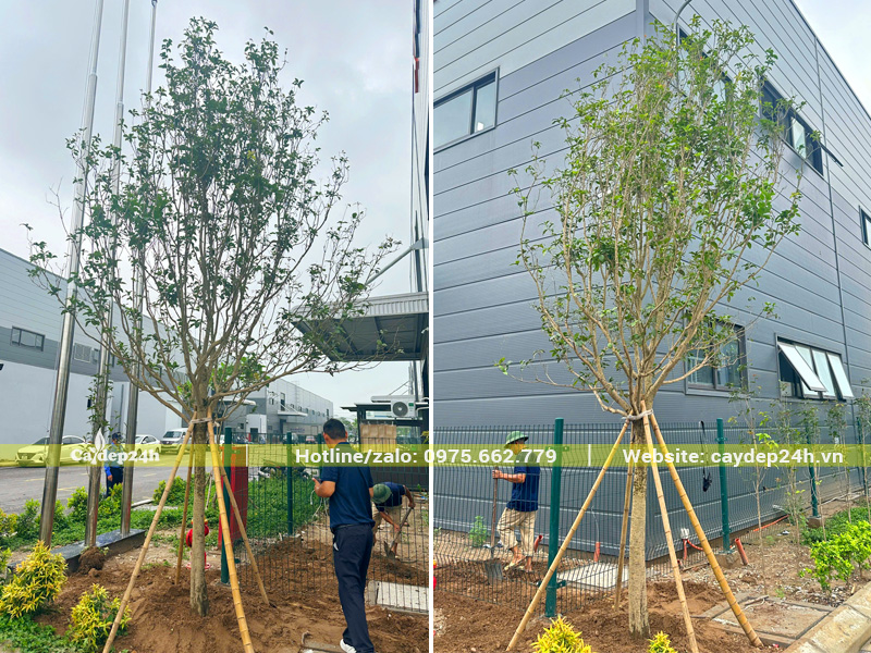 Hạ trồng cây mộc hương tàu đường kính gốc 15cm cho một công ty công nghệ tại Bắc Ninh