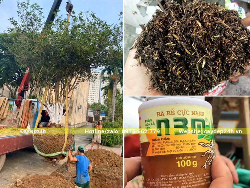 Chuẩn bị đầy đủ cây trồng, giá thể đất và thuốc kích rễ trước khi thi công