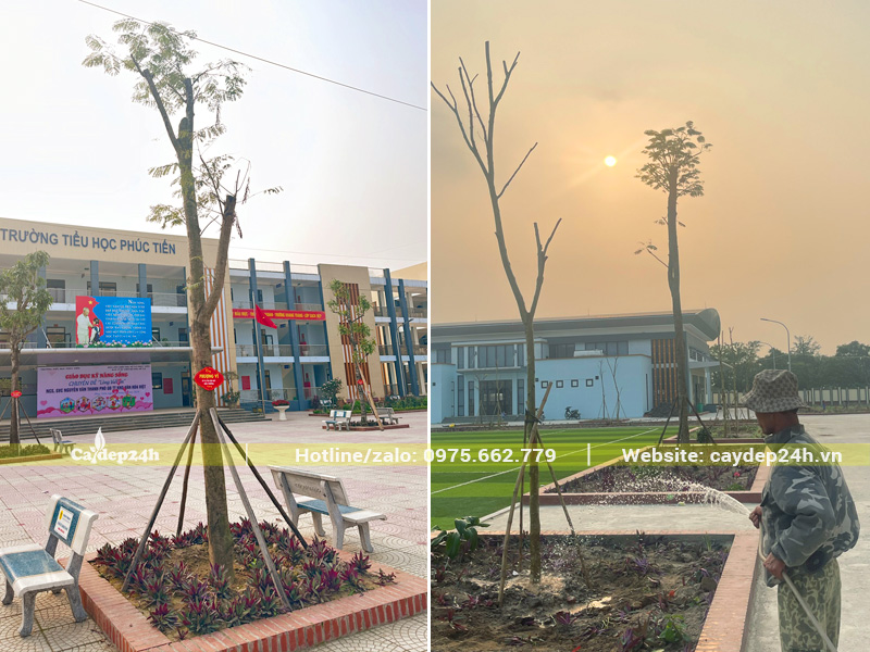 Những cây hoa phượng đỏ đường kính gốc 20 - 25cm được trồng quanh sân trường