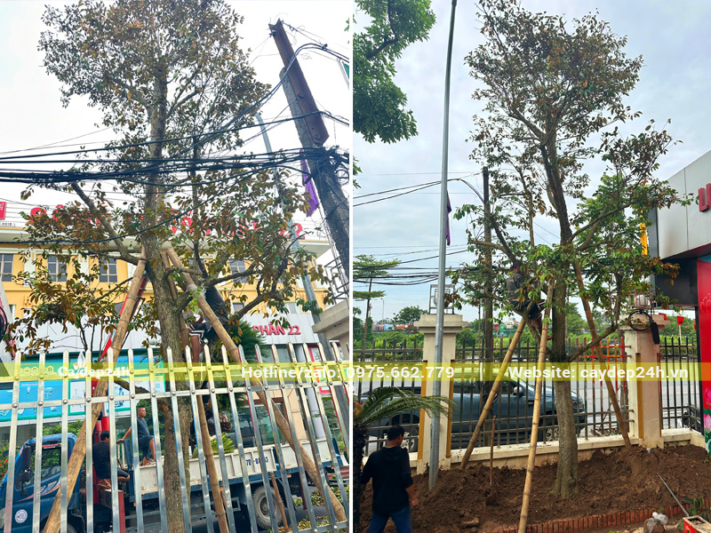 Tiến hành chống cọc cho cây vú sữa cổ thụ mới trồng