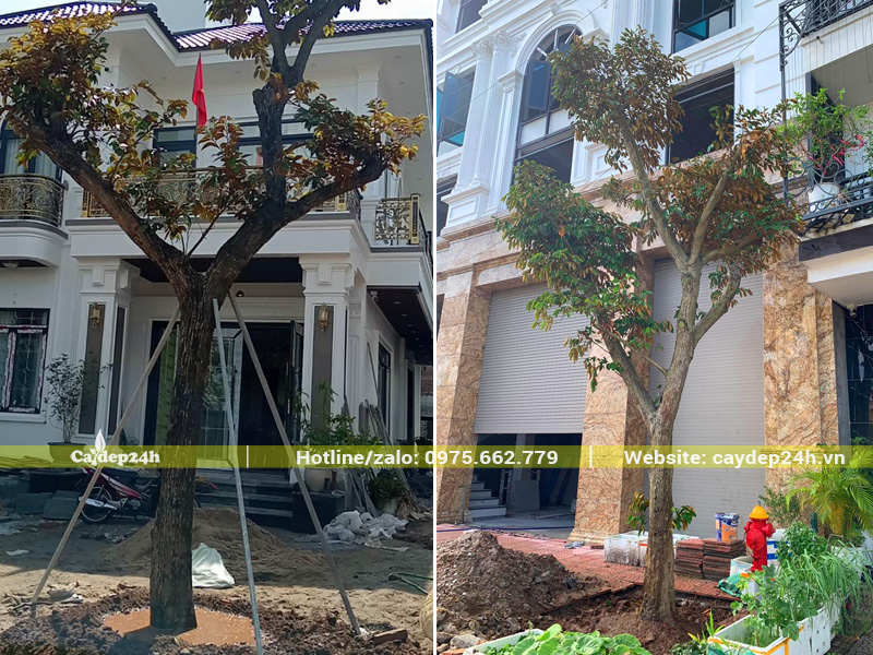 Trồng cây vú sữa lâu năm, đường kính gốc 15 - 25cm cho sân vườn biệt thự