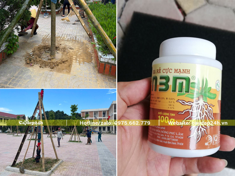 Tưới thuốc kích rễ định kỳ cho cây phượng vĩ mới trồng