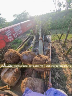 Xếp hơn chục cây Mít lâu năm đã dâm ủ lên xe kéo