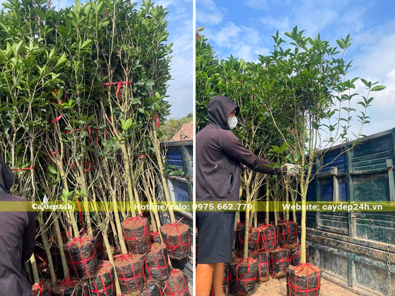 Đơn hàng cung cấp hàng chục cây Mộc Hương cao 2m cho dự án khu cảnh quan ở Ninh Bình