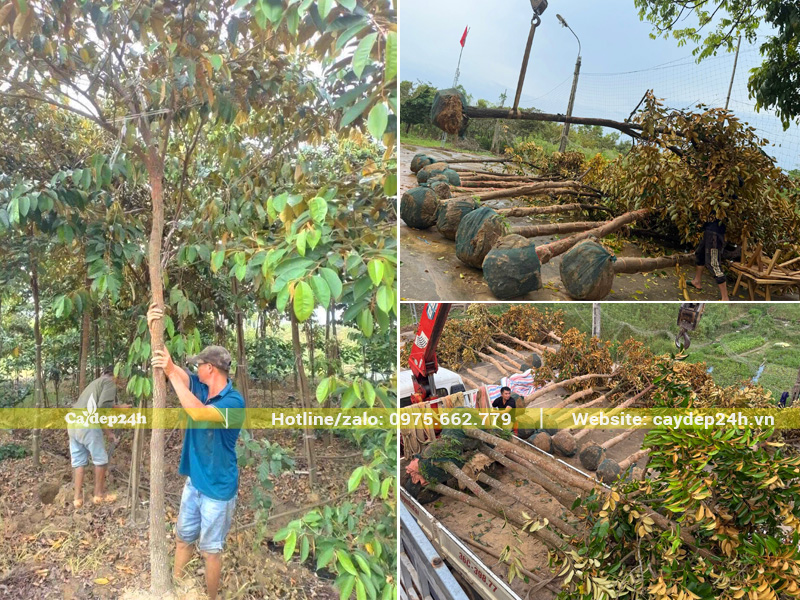 Cung cấp số lượng lớn cây vú sữa công trình thoát thân cao 3m