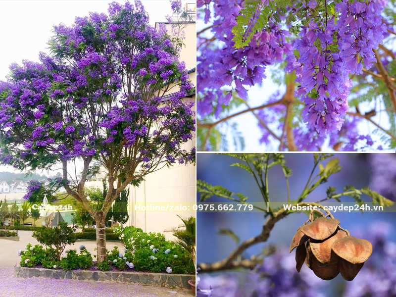Đặc điểm nhận diện cây hoa phượng tím công trình