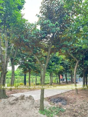 Cây cao gần 4m, vanh 30 - 40