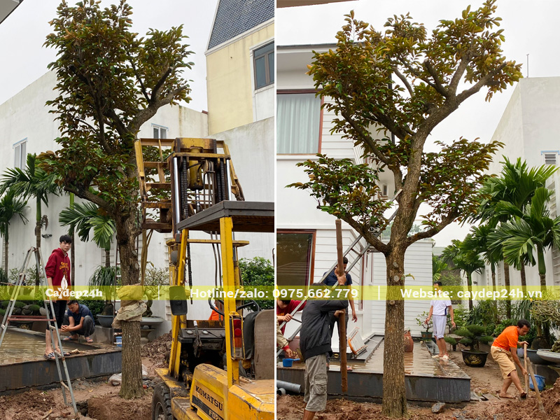 Thi công trồng cây vú sữa cổ thụ đường kính gốc 35cm