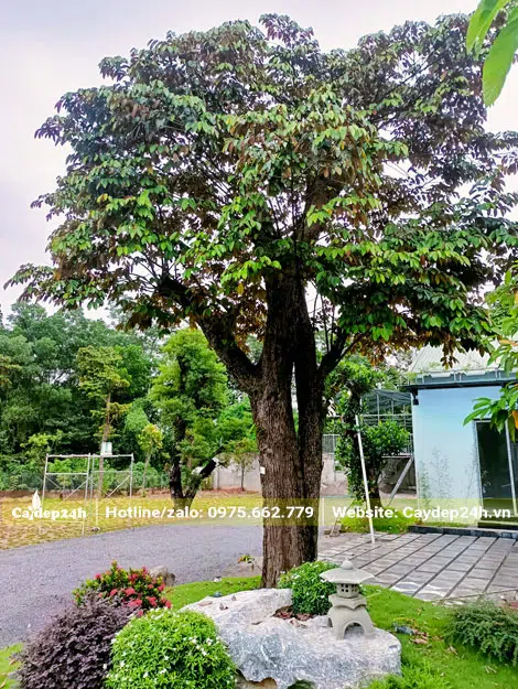 Vú Sữa cổ thụ trồng trong sân biệt thự