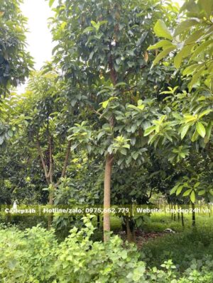 Vườn trồng chuyên canh cây bơ chiều cao khoảng 5m