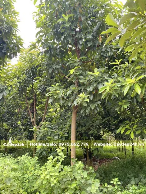 Vườn trồng chuyên canh cây bơ chiều cao khoảng 5m
