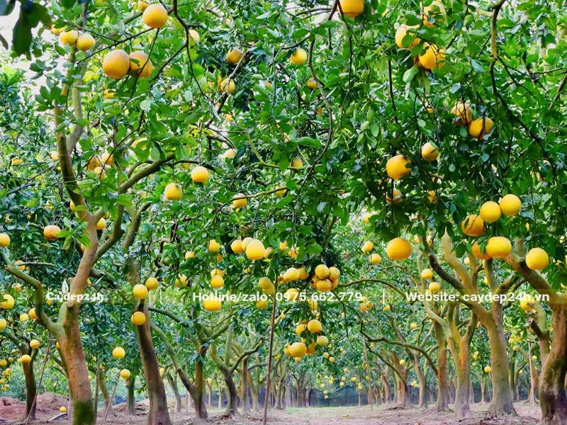 Vườn chuyên canh Bưởi Diễn, cây cao từ 4m trở lên, tán lá rộng