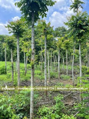 Vườn trồng cây Lát Hoa lấy gỗ