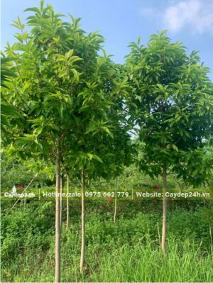 Cây cao hơn 2m, tán hình chóp, thoát thân thẳng đẹp