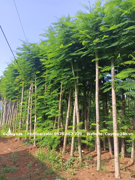 Cây phượng vĩ công trình tuyển chọn, thoát thân cao, thẳng tắp