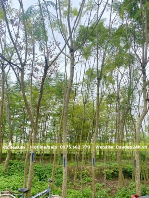 Vườn Phượng Tím công trình đã trồng lâu năm, chiều cao đạt 5 - 6m