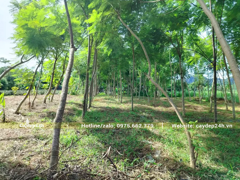 Vườn phượng tím đường kính gốc 10cm, chiều cao 5 - 6m