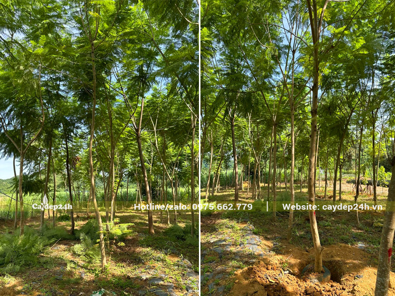 Nhà vườn cung cấp cây phượng tím ở Hà Nội