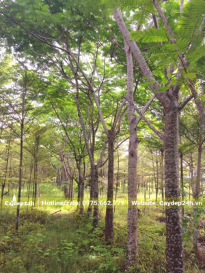 Những cây phượng đỏ cổ thụ, vanh gốc khoảng 80cm