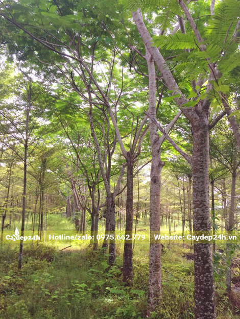 Những cây phượng đỏ cổ thụ, vanh gốc khoảng 80cm