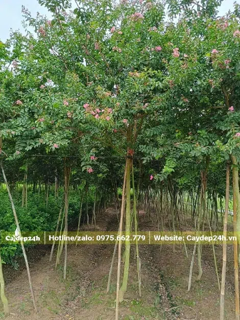 Những hàng Tường Vi đẹp cao 2,5m, tán lá xum xuê