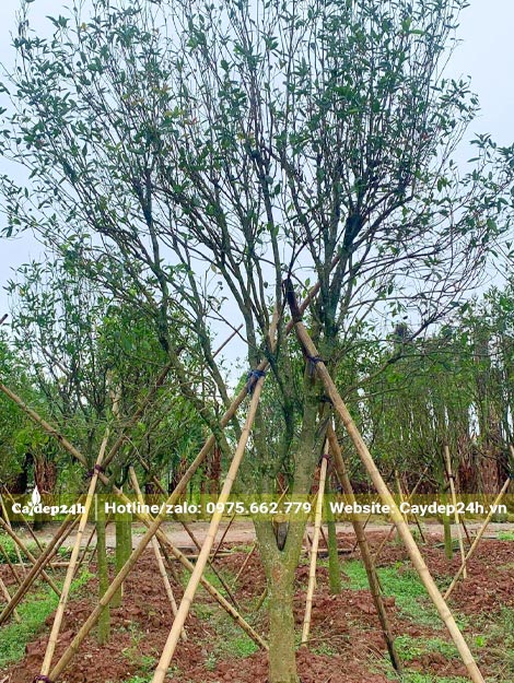 Mộc Hương Tàu mới dâm ủ, số lượng gần 100 cây