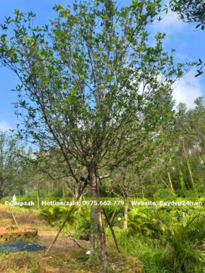 Cây hoa mộc hương ta dáng đẹp, cành nhánh phân bổ đều các phía