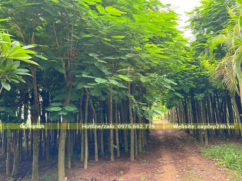 Vườn dưỡng ủ hàng nghìn gốc cây phượng vĩ đường kính gốc 10 - 20cm